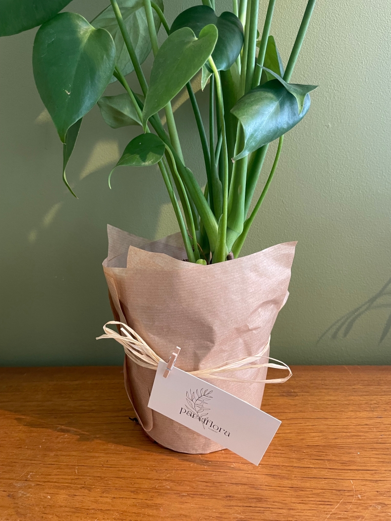 Monstera Houseplant
