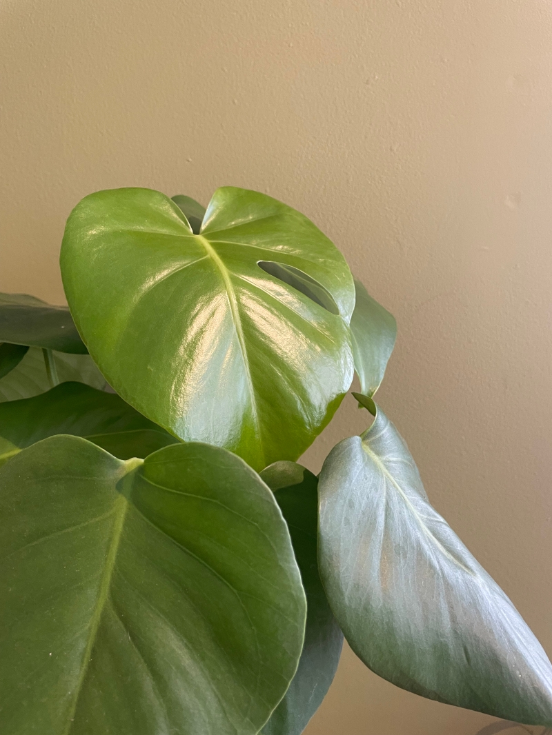 Monstera Houseplant