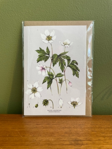 Anemone Card