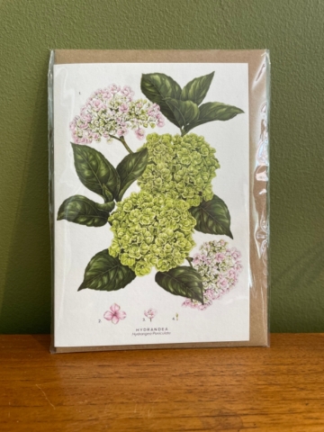 Hydrangea Card