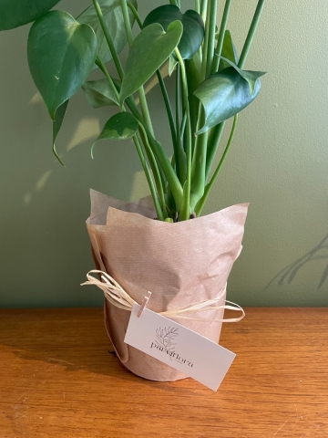 Monstera Houseplant