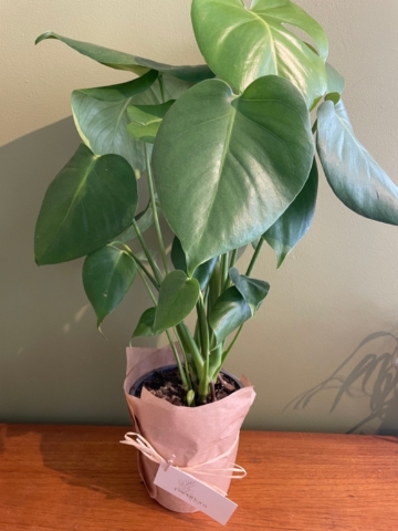 Monstera Houseplant
