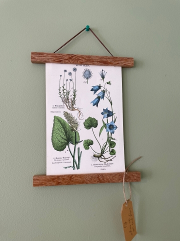 Vintage Botanical Prints