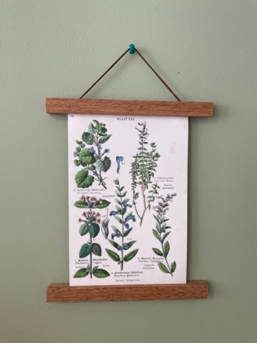 Vintage Botanical Prints